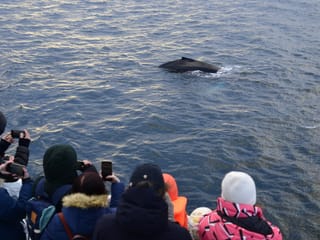 Reykjavík Sea Horse, photo 6