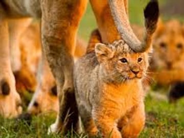 4Days 3Nights Maasai Mara group safari in 4WD From Nairobi