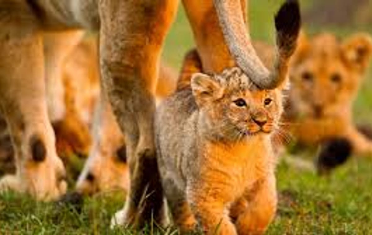 4Days 3Nights Maasai Mara group safari in 4WD From Nairobi