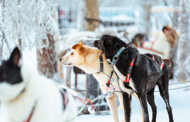 Rovaniemi: Insider 2km Husky Sleigh Ride Adventure