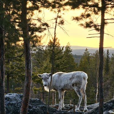 Visit a Real Reindeer Farm - Image 9