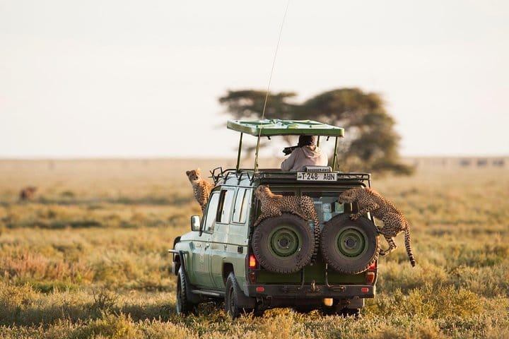 Masai mara game drive