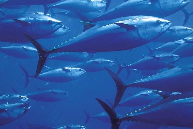 Fishing &amp; Snorkeling By Speed Boat Tour (Semi Private) - Hurghada