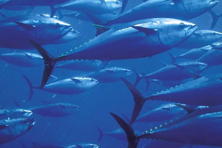 Fishing &amp; Snorkeling By Speed Boat Tour (Semi Private) - Hurghada