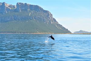 Dolphin Watching boat excursion to Figarolo island from Olbia