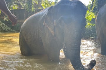 Elephant Sanctuary Tour with ATV Bike and Lunch