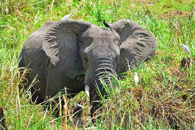12 Days Gorillas, Chimps Trekking and Wildlife Budget Tour photo 2