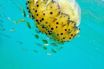 Sea Kayaking Adventure in the Argo-Saronic Gulf, Athens