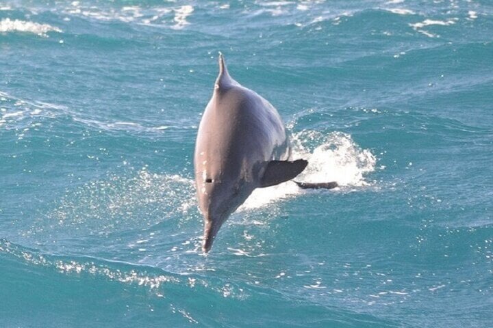 Swim with Dolphins Sea Trip Adventure with Lunch : Marsa Alam