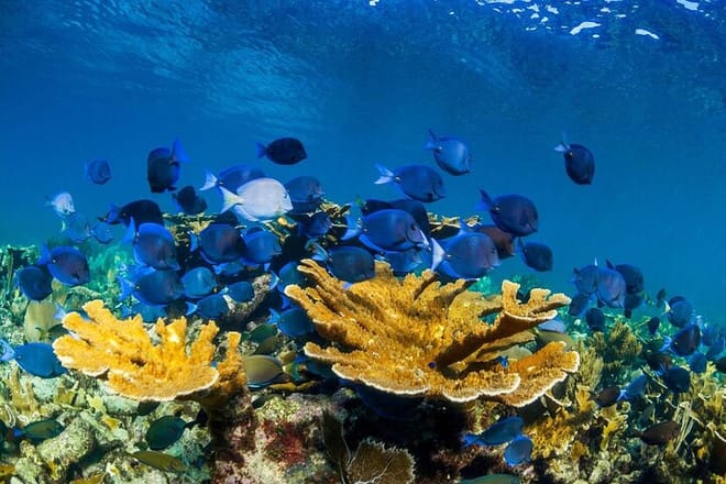 Half Day Guided Snorkeling Adventure in Puerto Morelos 5
