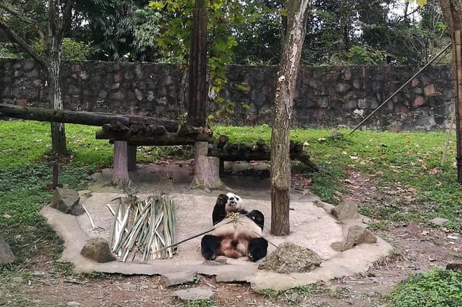 Private Day Tour to Chengdu Panda Base by Round-way Bullet Train from Xian 7