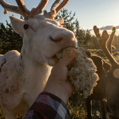 Visit a Real Reindeer Farm - Image 24