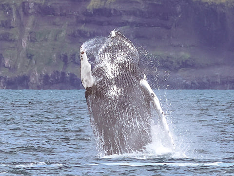 Express Whale Watching From Dalvík, photo 13