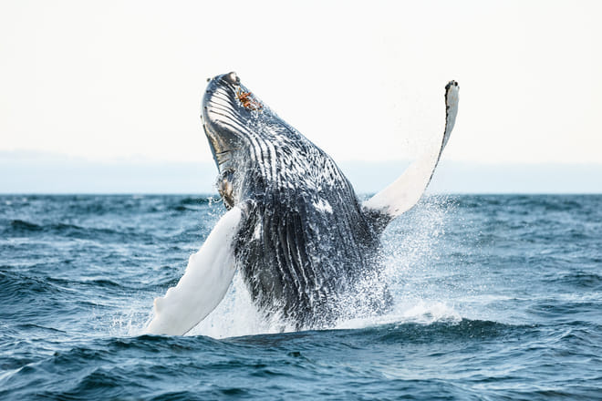 Whales and Sails photo 3