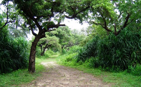 Eco-Friendly Adventure Tour in Colombo, Sri Lanka