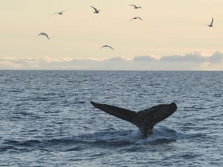Reykjavík Premium Whales in the Midnight Sun, photo 14