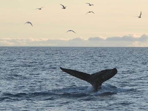 Reykjavík Premium Whales in the Midnight Sun, photo 14