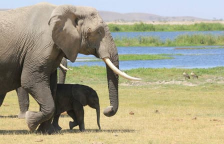 4-Day Safari Adventure in Nairobi and Amboseli National Park
