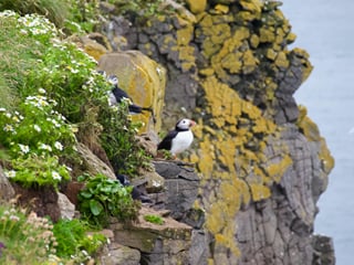 Puffins & People: A Reykjavik City & Boat Adventure, photo 7