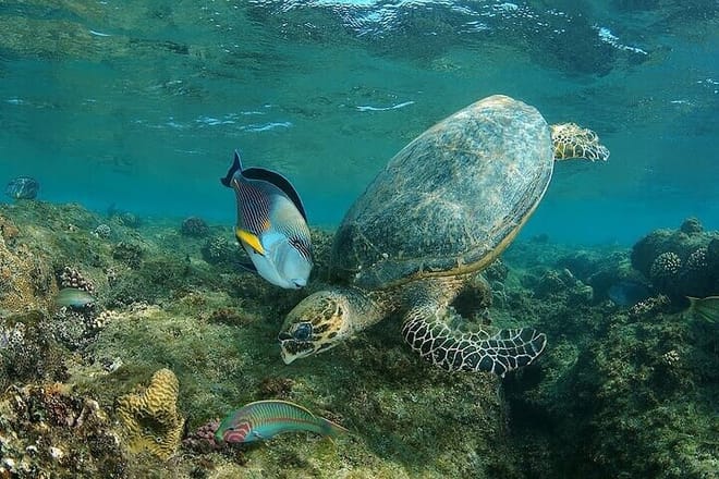 Private Abu Dabbab Snorkeling with Turtles &amp; Transfer - Hurghada
