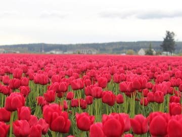 Tulip Festival Tour in Skagit Valley and Deception Pass