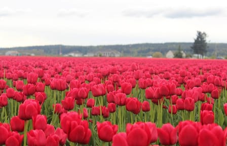 TULIP Festival @ Skagit Valley, La Conner & Deception Pass in SUV