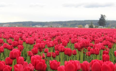 Tulip Festival Tour in Skagit Valley and Deception Pass