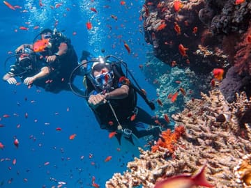 Yacht Tour and Dolphin Swimming Experience in Hurghada