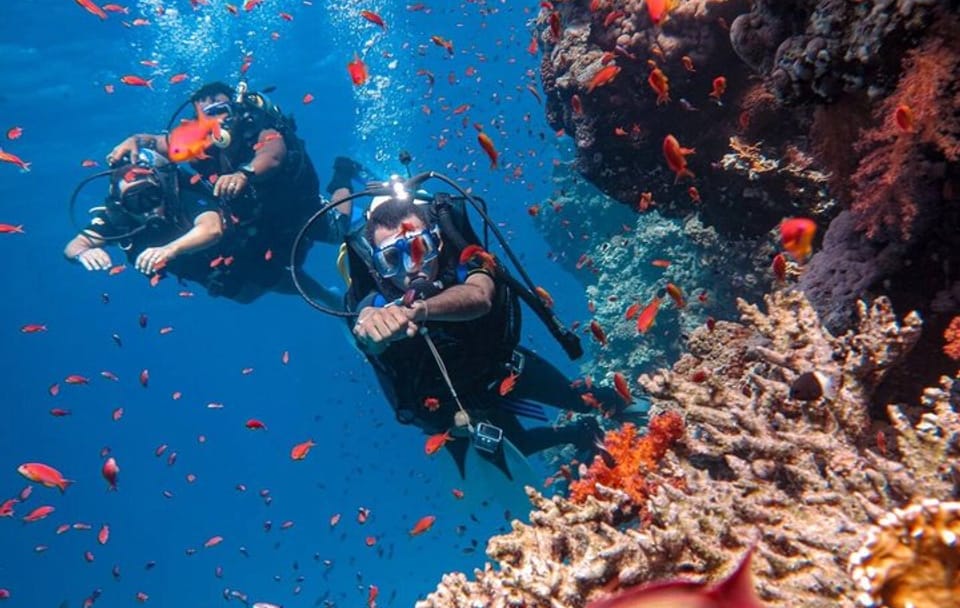 Yacht Tour and Dolphin Swimming Experience in Hurghada