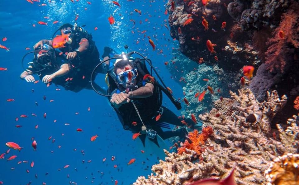 Yacht Tour and Dolphin Swimming Experience in Hurghada