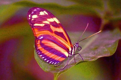 Mayan Eden Eco Park Tour, City Tour & Transfer