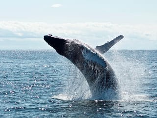 Whale Watching Cruise on a Yacht in Reykjavik , photo 6