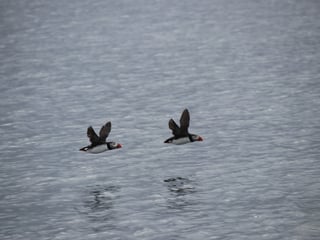 04F - Horses and Puffins , photo 8