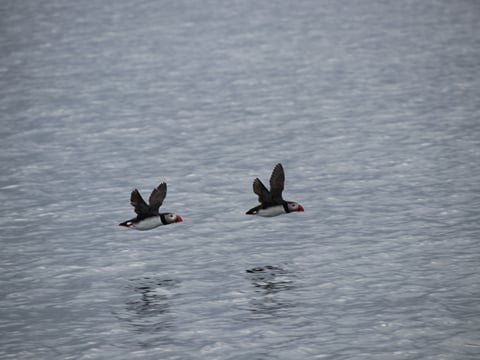 04F - Horses and Puffins , photo 8
