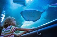 Kemer Private Antalya Aquarium Tour | All Inclusive 10