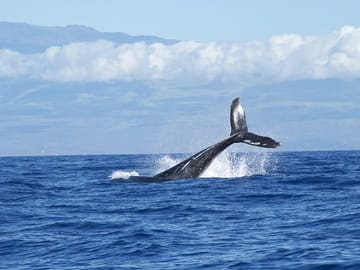 Whale Watching Tour from Koggala to Mirissa, Sri Lanka