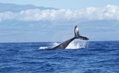 Whale Watching Tour from Koggala to Mirissa, Sri Lanka