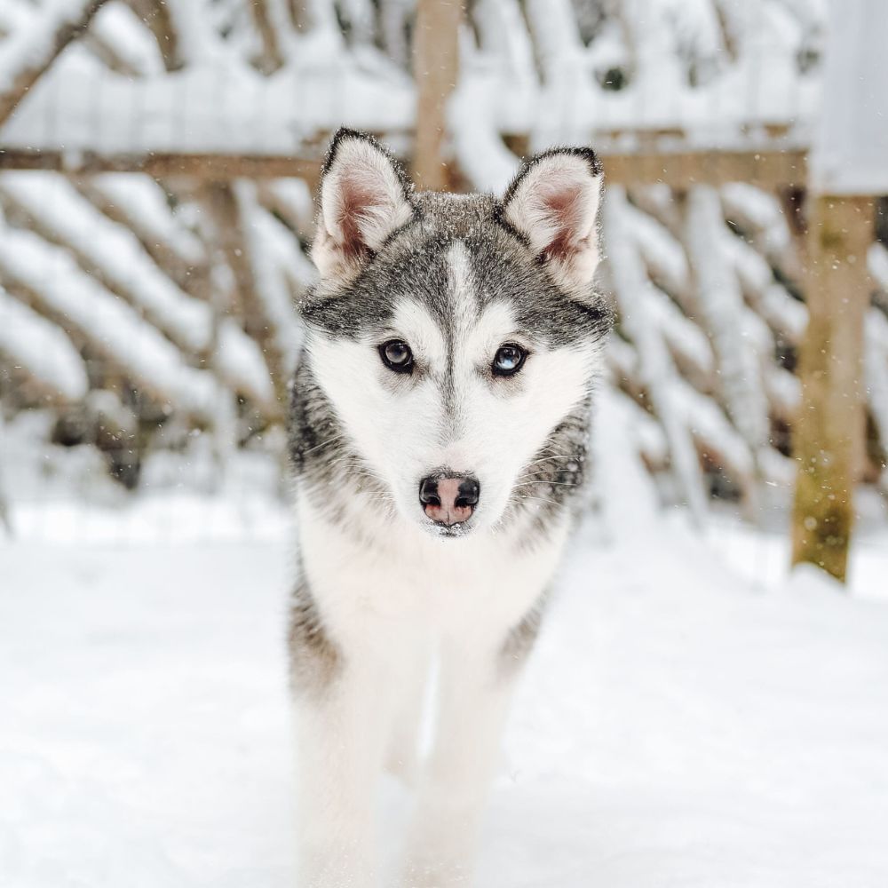 Siberian Husky, Husky Park visit, Rovaniemi Lapland