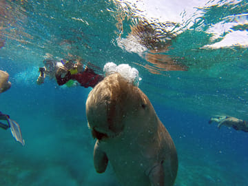 Snorkeling Adventure at Marsa Mubarak in Marsa Alam