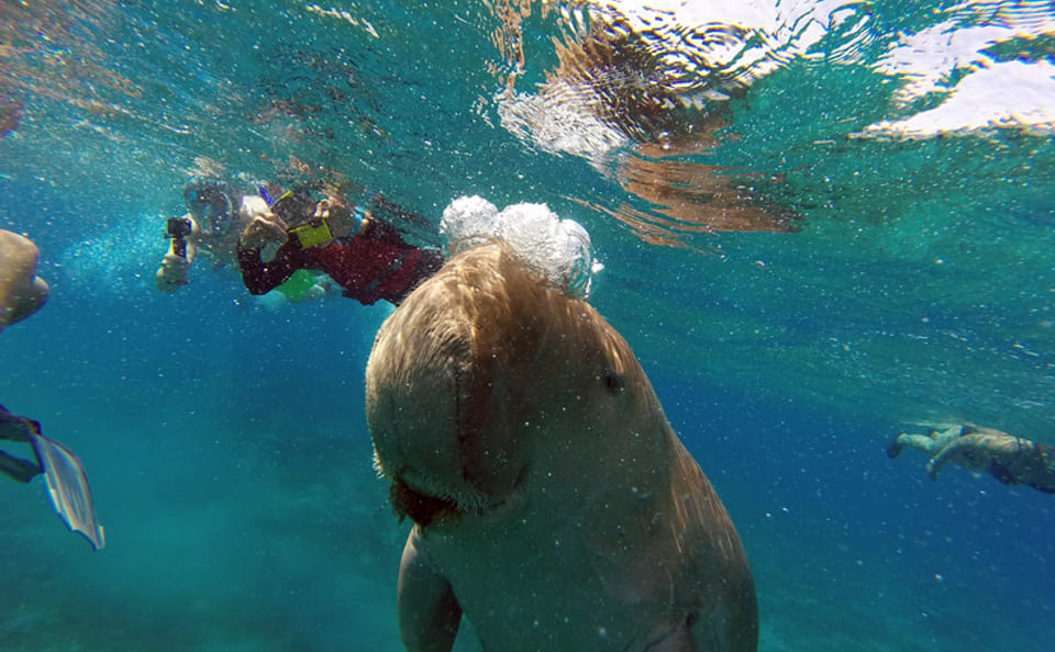 Snorkeling Adventure at Marsa Mubarak in Marsa Alam