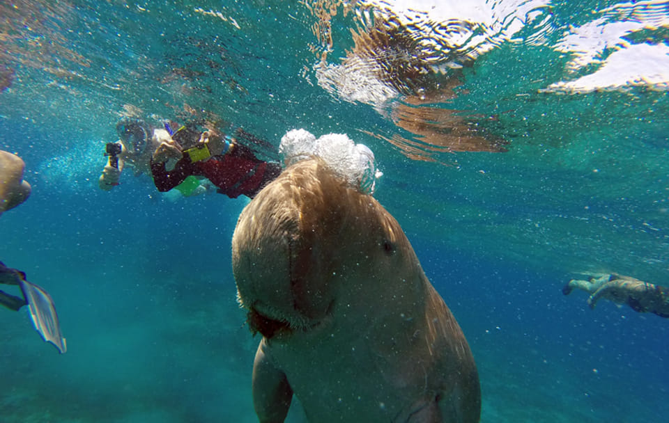 Snorkeling Adventure at Marsa Mubarak in Marsa Alam