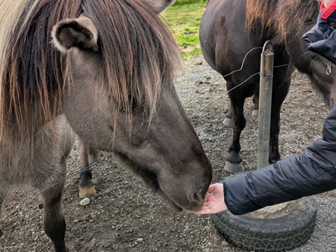 Golden Circle & Meet the Icelandic Horses | English Guide + Selected German Departures, photo 9