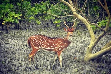 Sunderban Mangrove Wilderness Tour from Kolkata