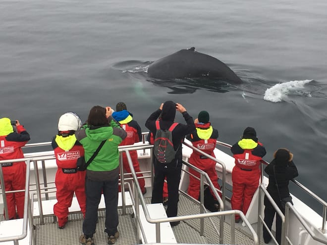 Akureyri Classic Whale Watching 7