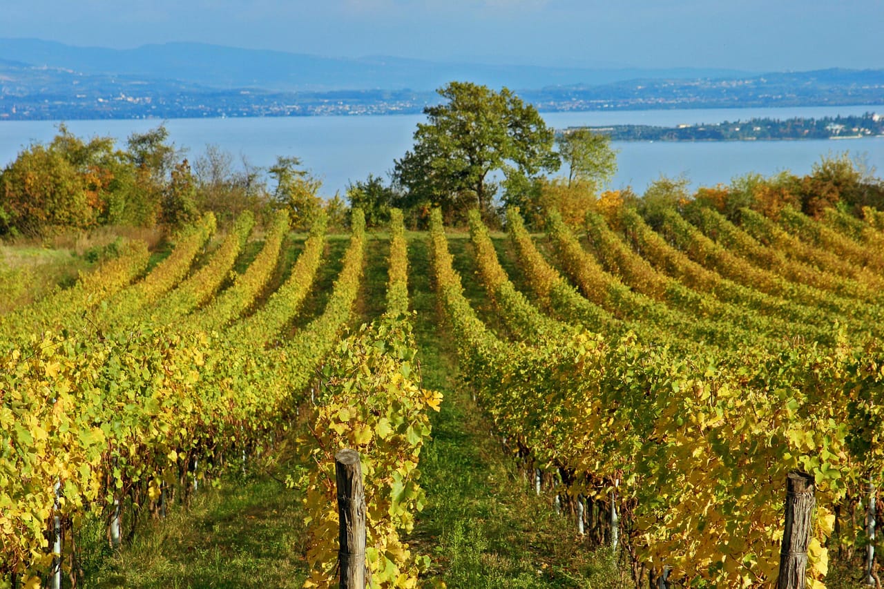 Sorrento, Positano, Pompei and winery tour 4