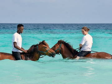 Swimming with horses in Zanzibar
