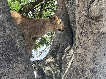 6 Days Private Tanzania Safari Tour