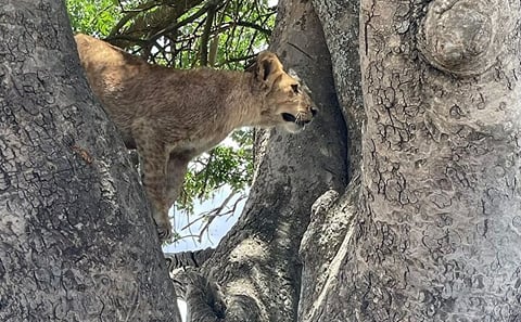 6 Days Private Tanzania Safari Tour