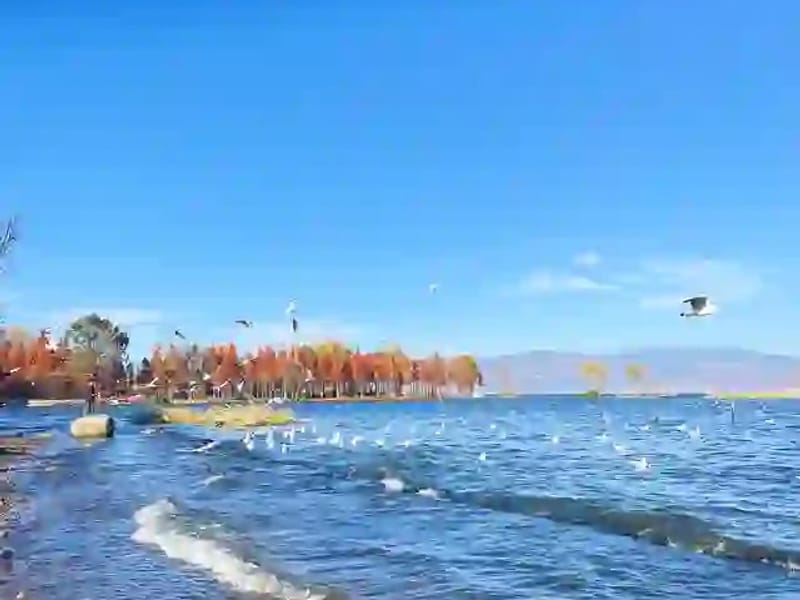 Half-Day Erhai Lake Cycling Tour from Dali Old Town