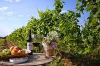 Private Full-Day Vintage Grape Harvest Festival with Lunch 1